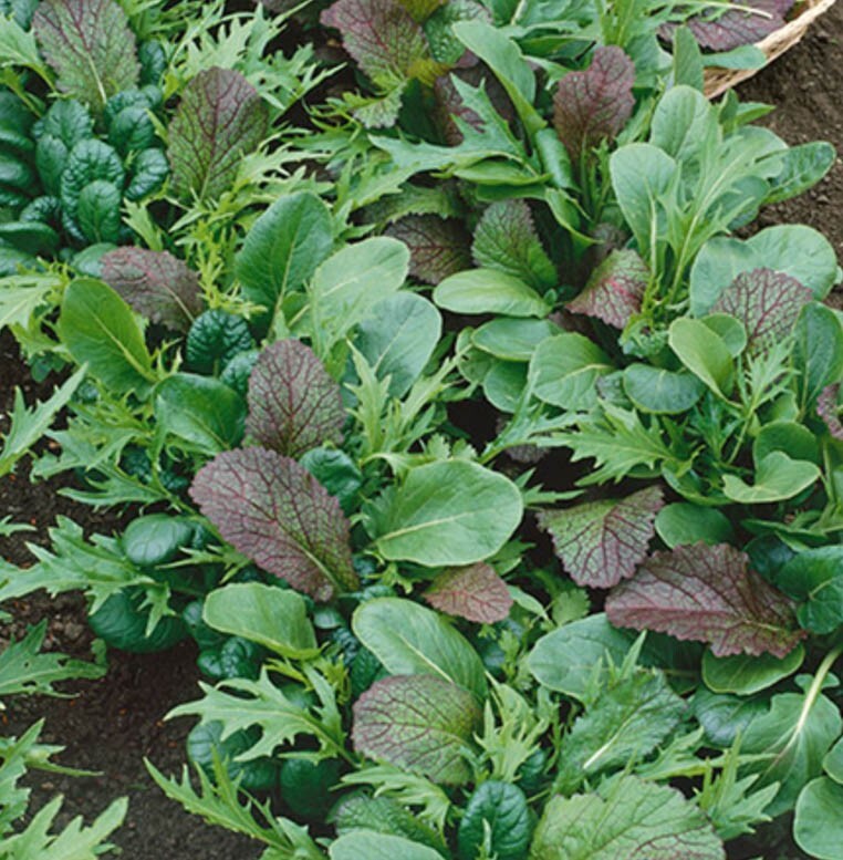 LETTUCE BRAISING MIX Cool Season Containers Heirloom USA Fall Non-GMO 250 Seeds!