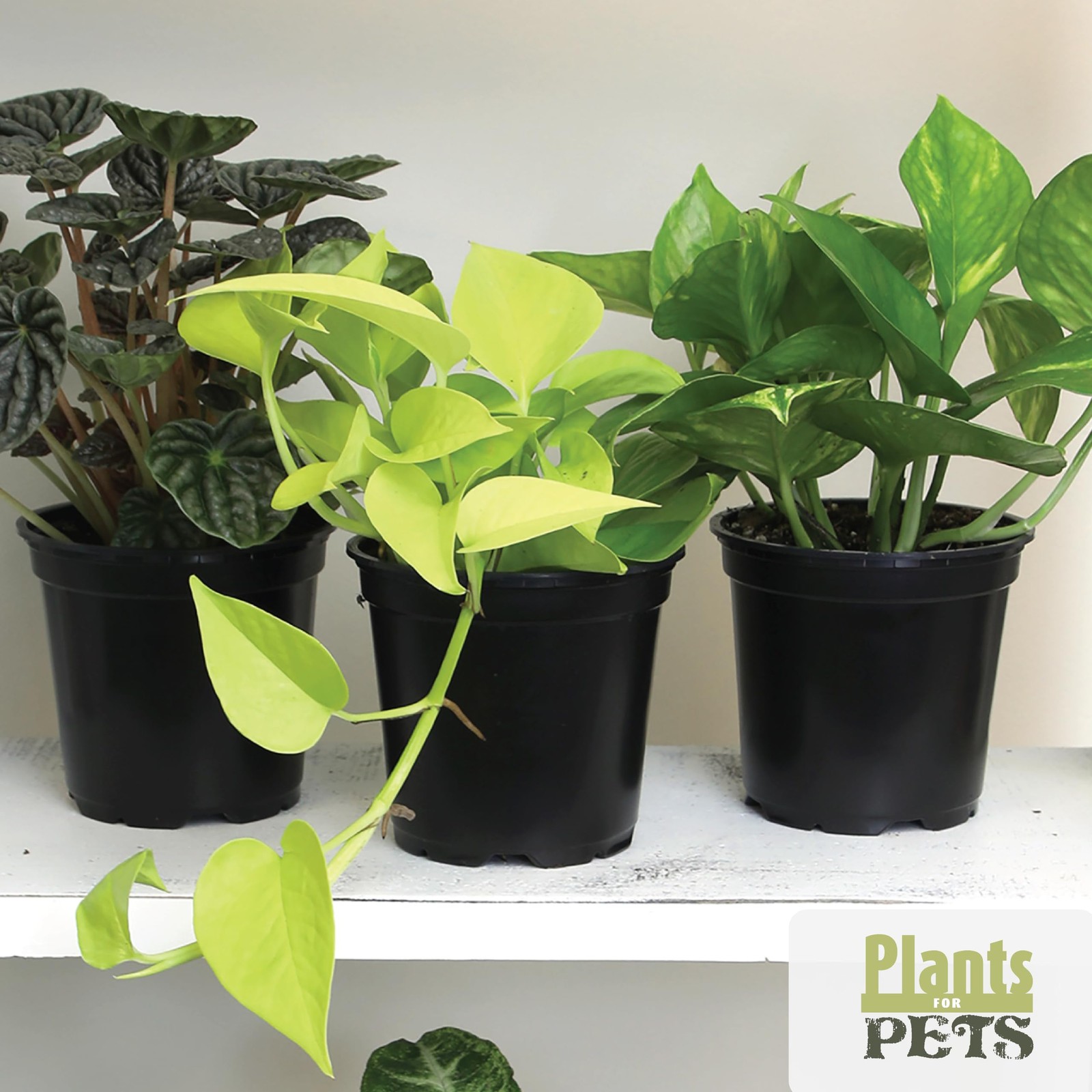 Essential Houseplant Collection 4PK Live Plants Indoor Plants Live Houseplant…