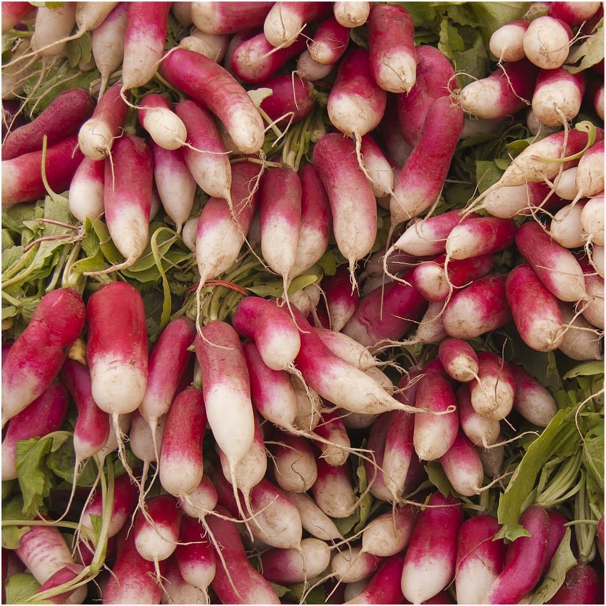 Elegant Radish Seed Collection: 6 Non-GMO Varieties for Sustainable Gardening