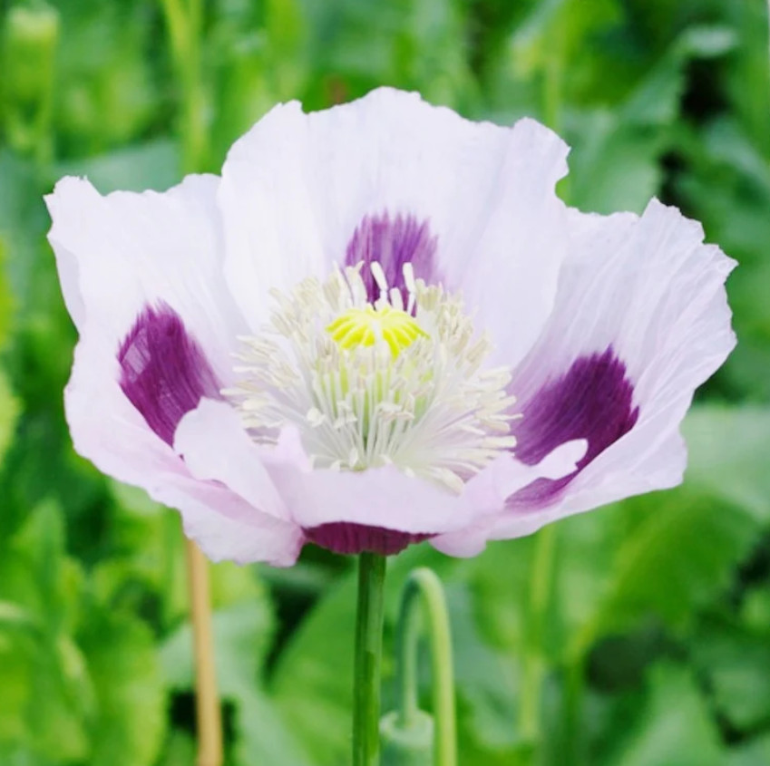 Poppy BLUE MOON White, Purple Large Flowers Unique Pods Non-GMO Rare 500 Seeds!