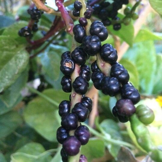 Red Stem Malabar Spinach Seeds | Basella Alba Rubra Ceylon Green Vegetable 2023