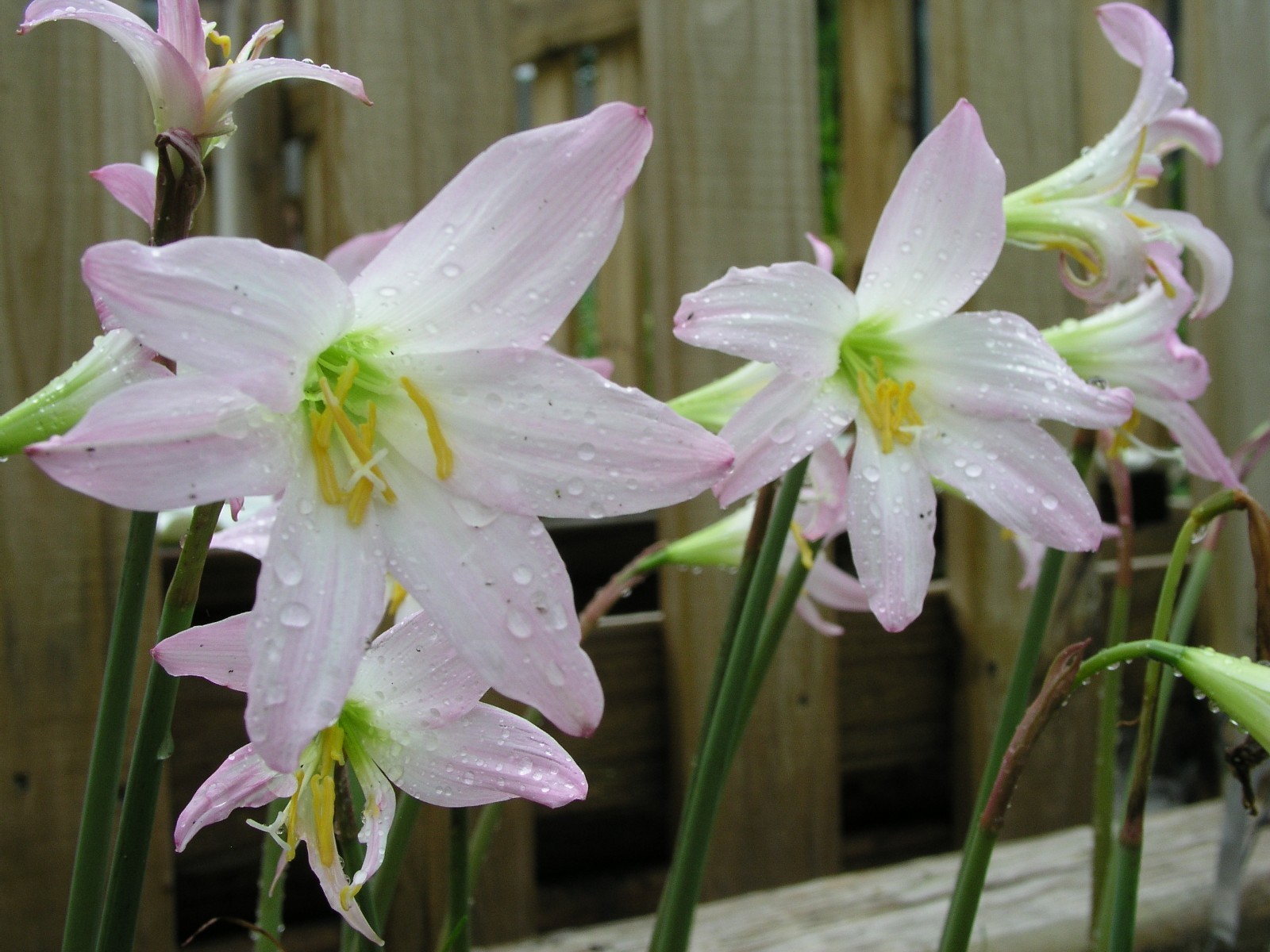 Rain Lily, Habranthus tubisflora, 1 bulb, NEW, RARE, zephyranthes