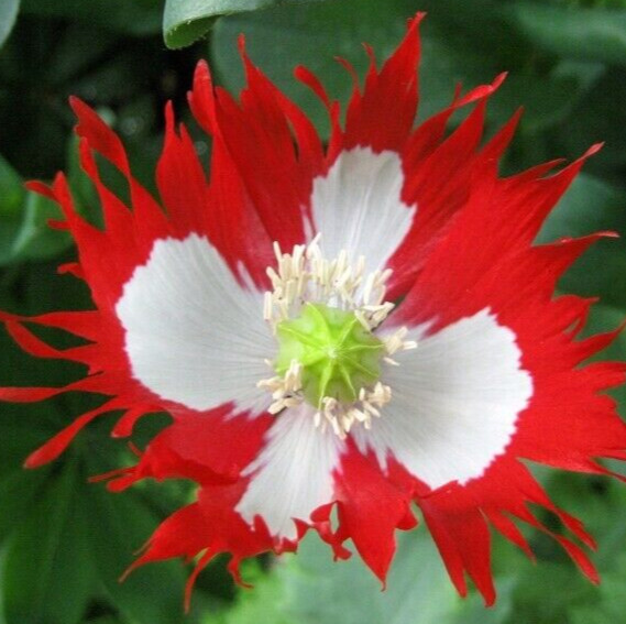 DANISH FLAG POPPY SEEDS 500+ RED white ANNUAL flower GARDEN FREE SHIPPING