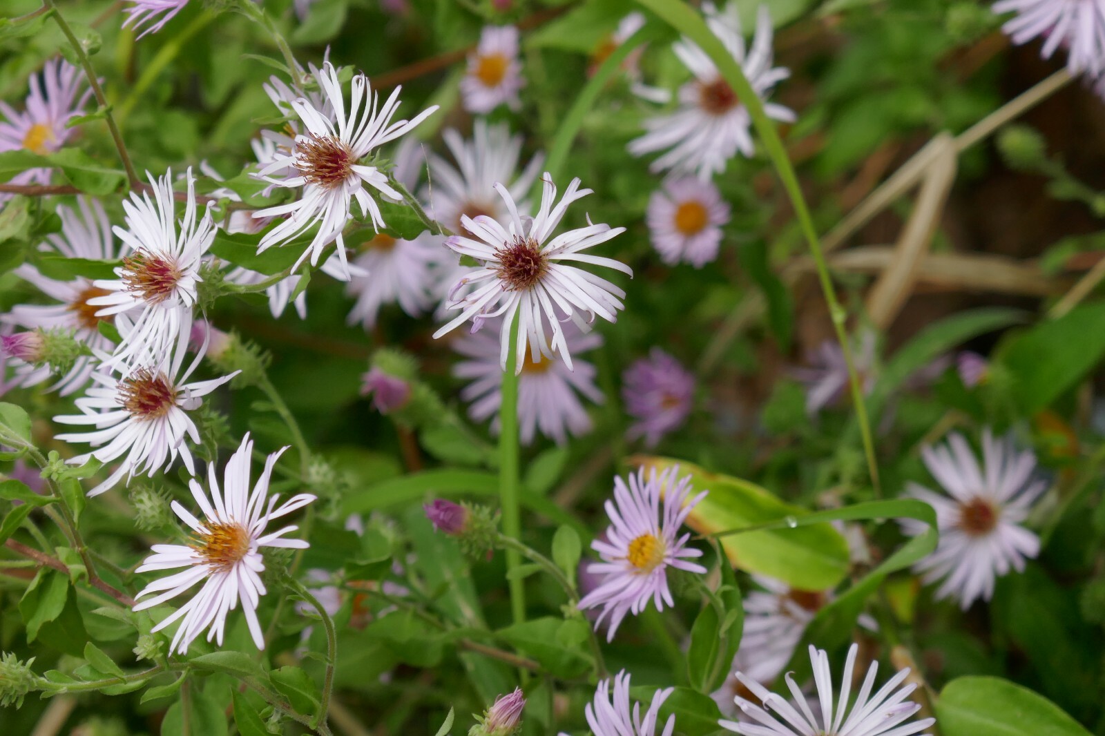 Climbing Aster (Symphyotrichum carolinianum) ✤ 100 Seeds