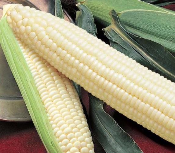 Silver Queen Corn Seed, USA Grown, Treated Seed, NON GMO, 50 Seeds