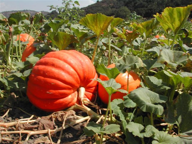 Big Max Pumpkin Seeds, (up to 100 pounds), Cucurbita pepo