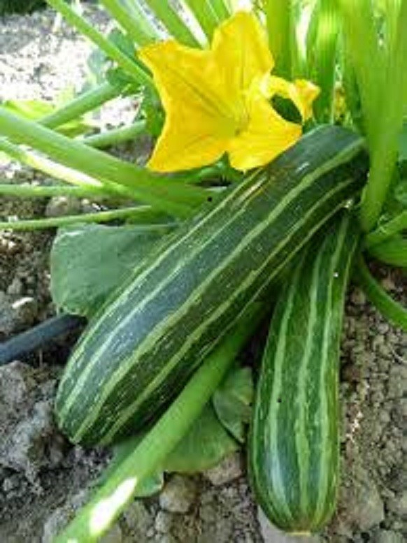 Cocozelle or Grey or Yellow Zucchini Summer Squash Seeds Italian Non-GMO