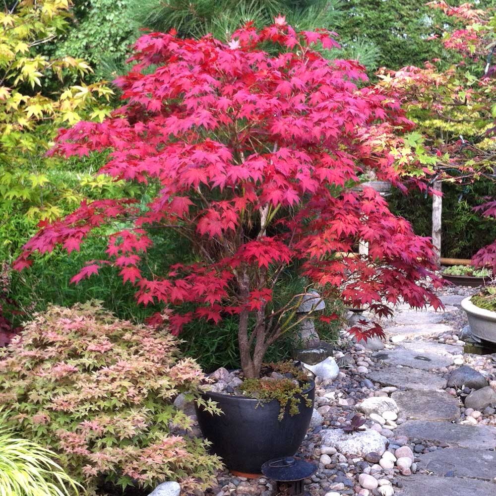 25pcs Red Japanese Maple Seeds, Acer (Palmatum Atropurpureum)
