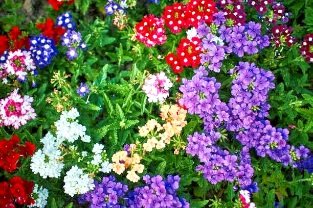 100 IDEAL FLORIST VERBENA SEED MIX | SALE FREE SHIPPING NON GMO HEIRLOOM
