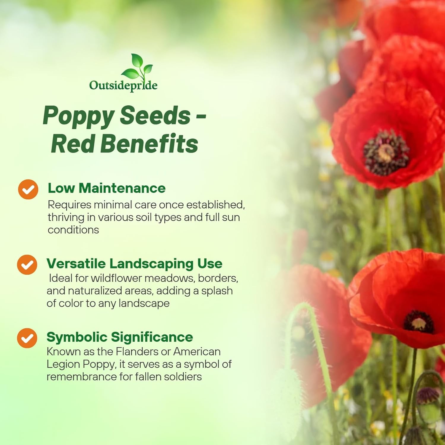 5 LBS Papaver Rhoeas Drought Tolerant Corn Poppy Wild Flowers
