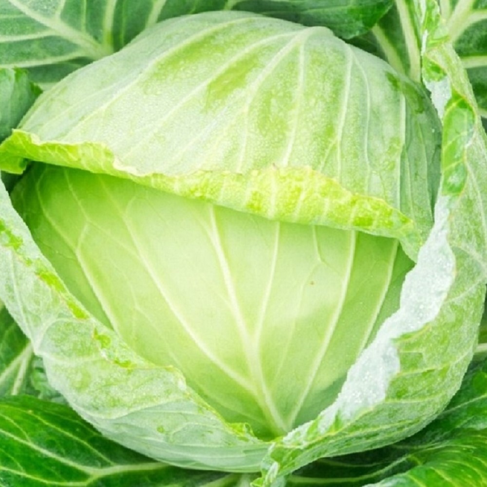 Golden Acre Cabbage Seeds | NON-GMO | Heirloom | Fresh Garden Seeds