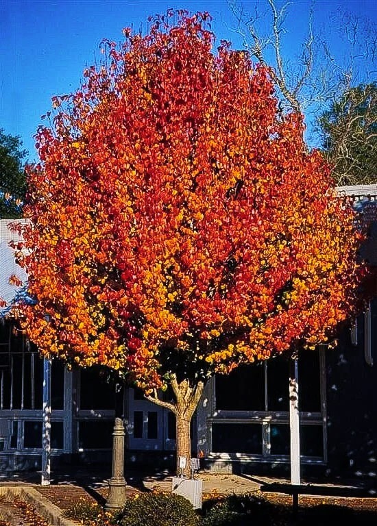 European Pear Tree | Premium Seeds | Pyrus communis ‘Fall’ | Plants’®