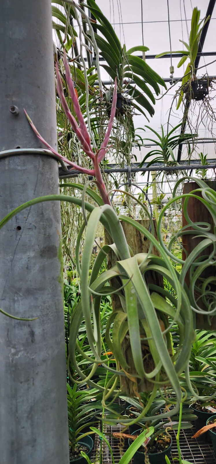 Tillandsia Curly Slim, plaque