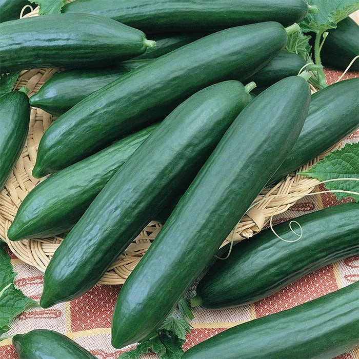 100+ Tendergreen Burpless Cucumber Seeds — English Cucumber ——– FRESH
