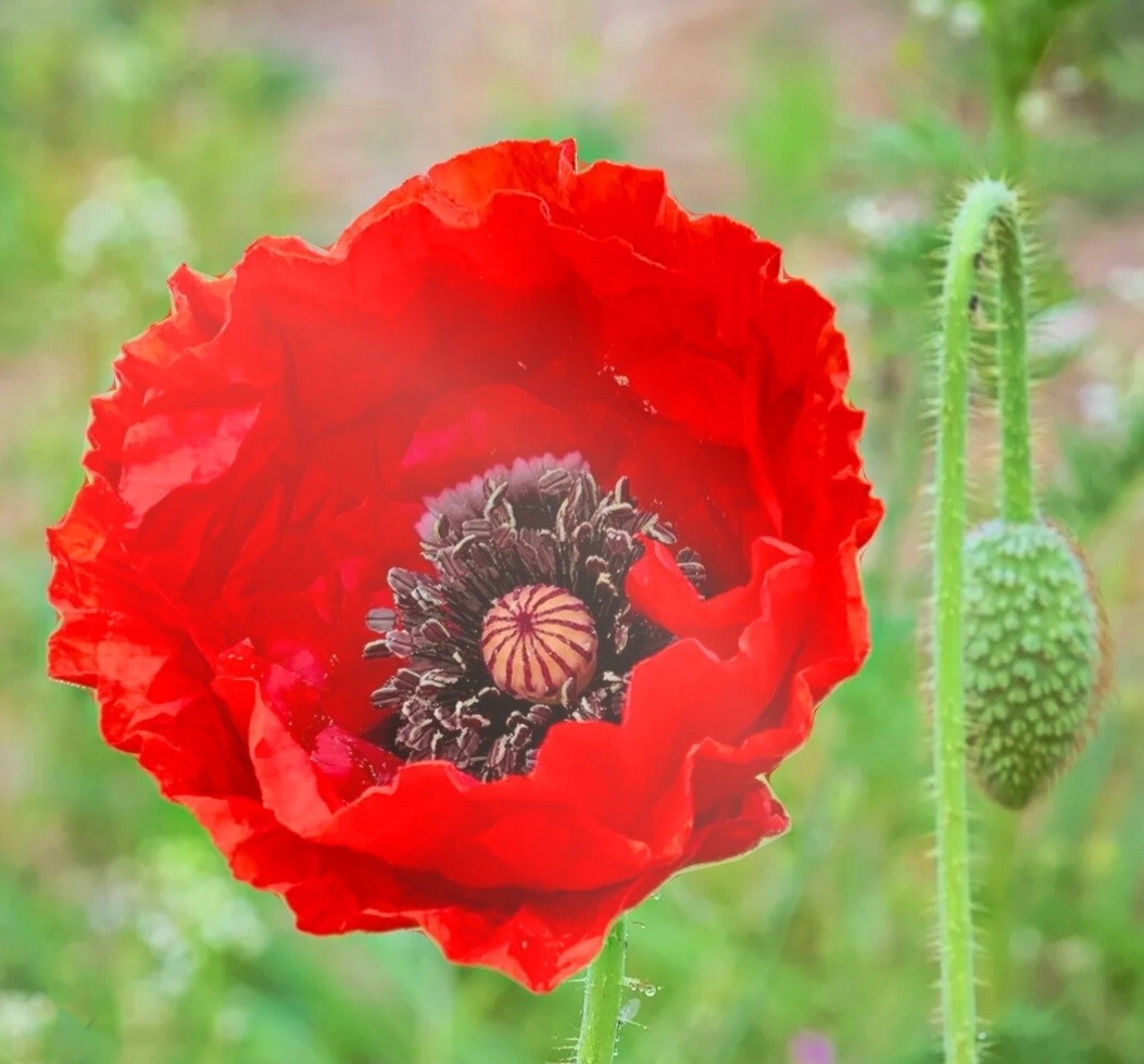 8000 Red Papaver Rhoeas Seeds Poppy Heirloom Rare Poppies Himalayan Meconopsis
