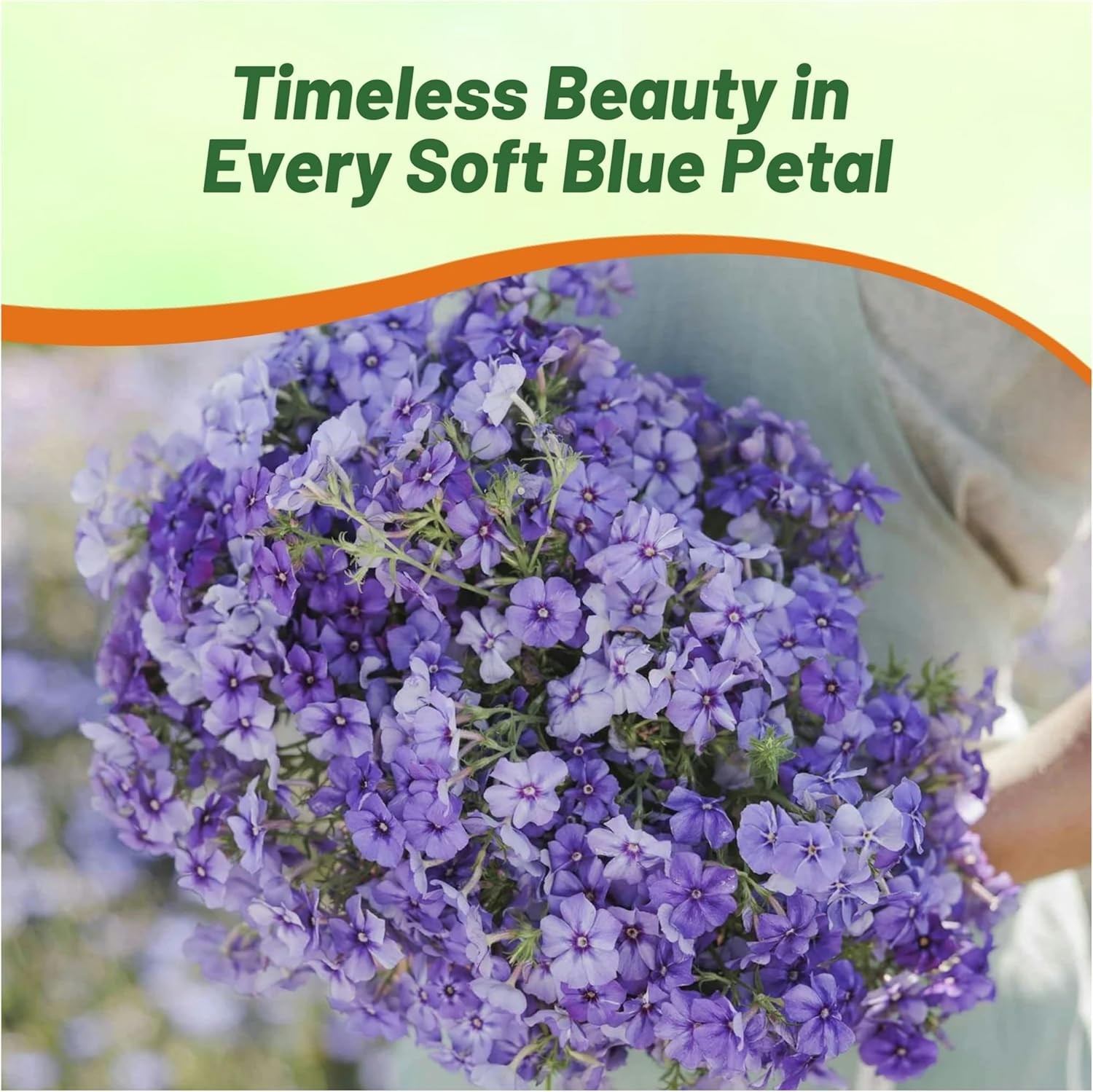 1000 Seeds Phlox Seeds – Drummond’s Phlox Blue Flower Seed