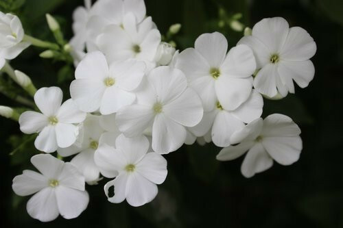 White Phlox Flower 50 Seeds | Phlox Drummondii