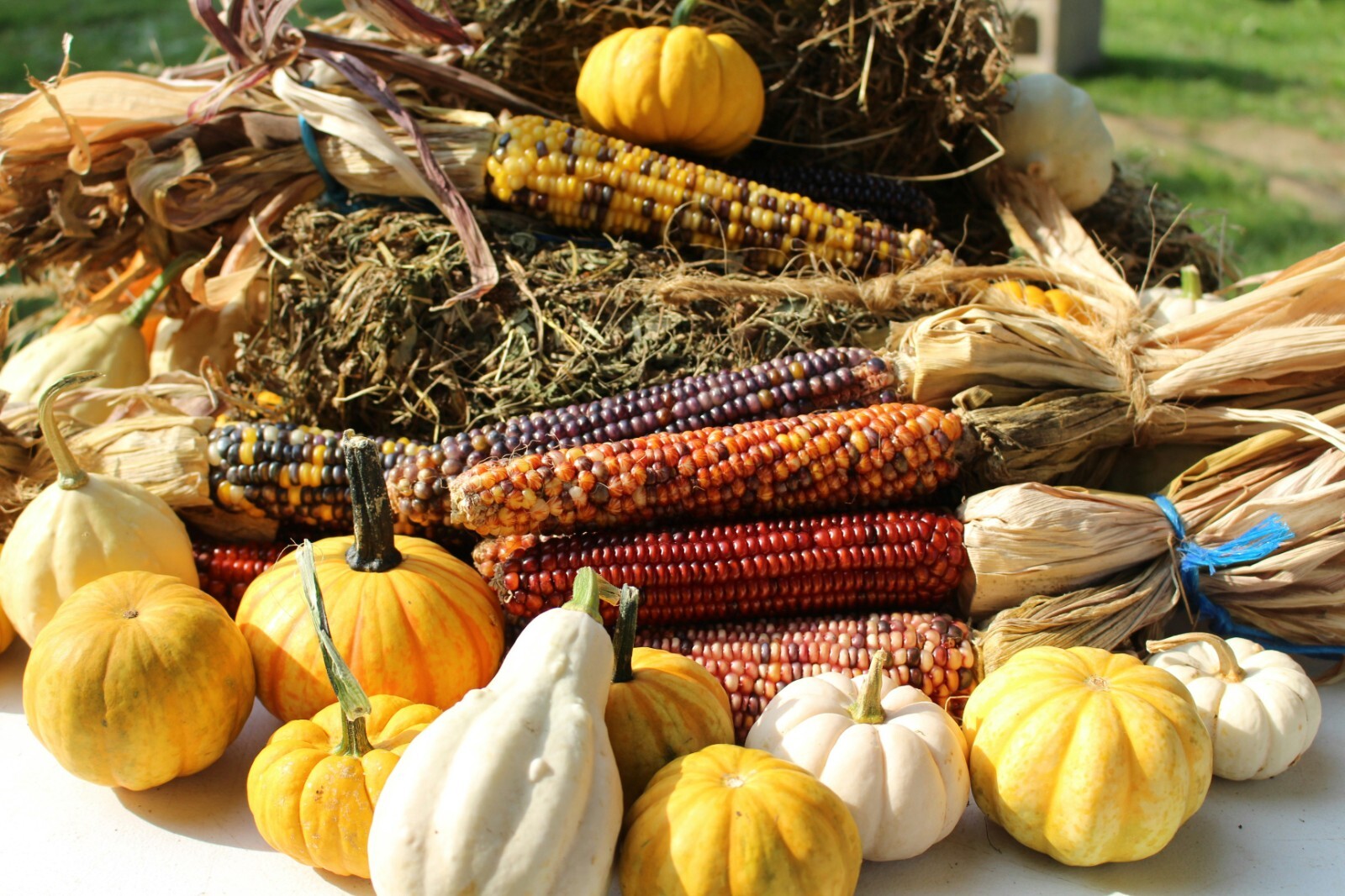 Corn Seeds- Indian Calico Ornamental Seeds , 20 ct