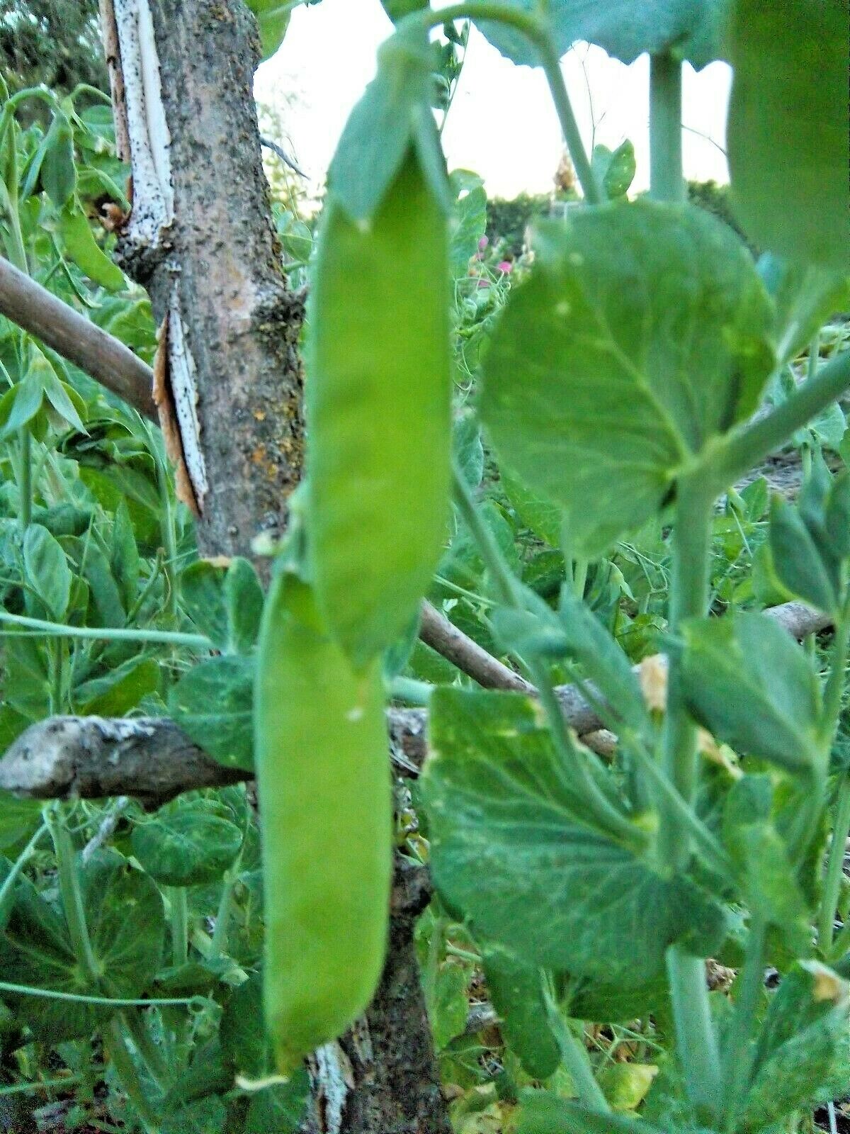 100+LINCOLN SHELLING PEA Seeds Homesteader Native Heirloom Vegetable Spring Fall