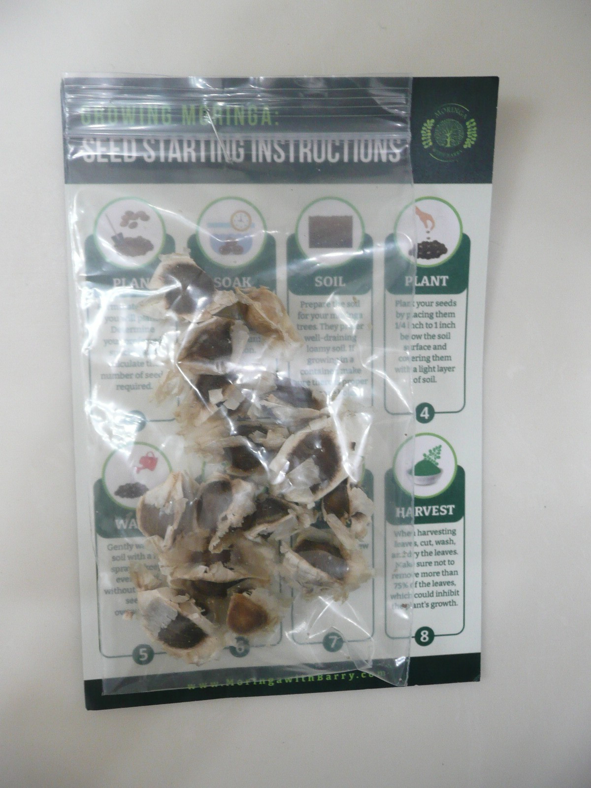 15 Organic Moringa seeds for growing Malunggay Miracle Tree Moringa Oleifera