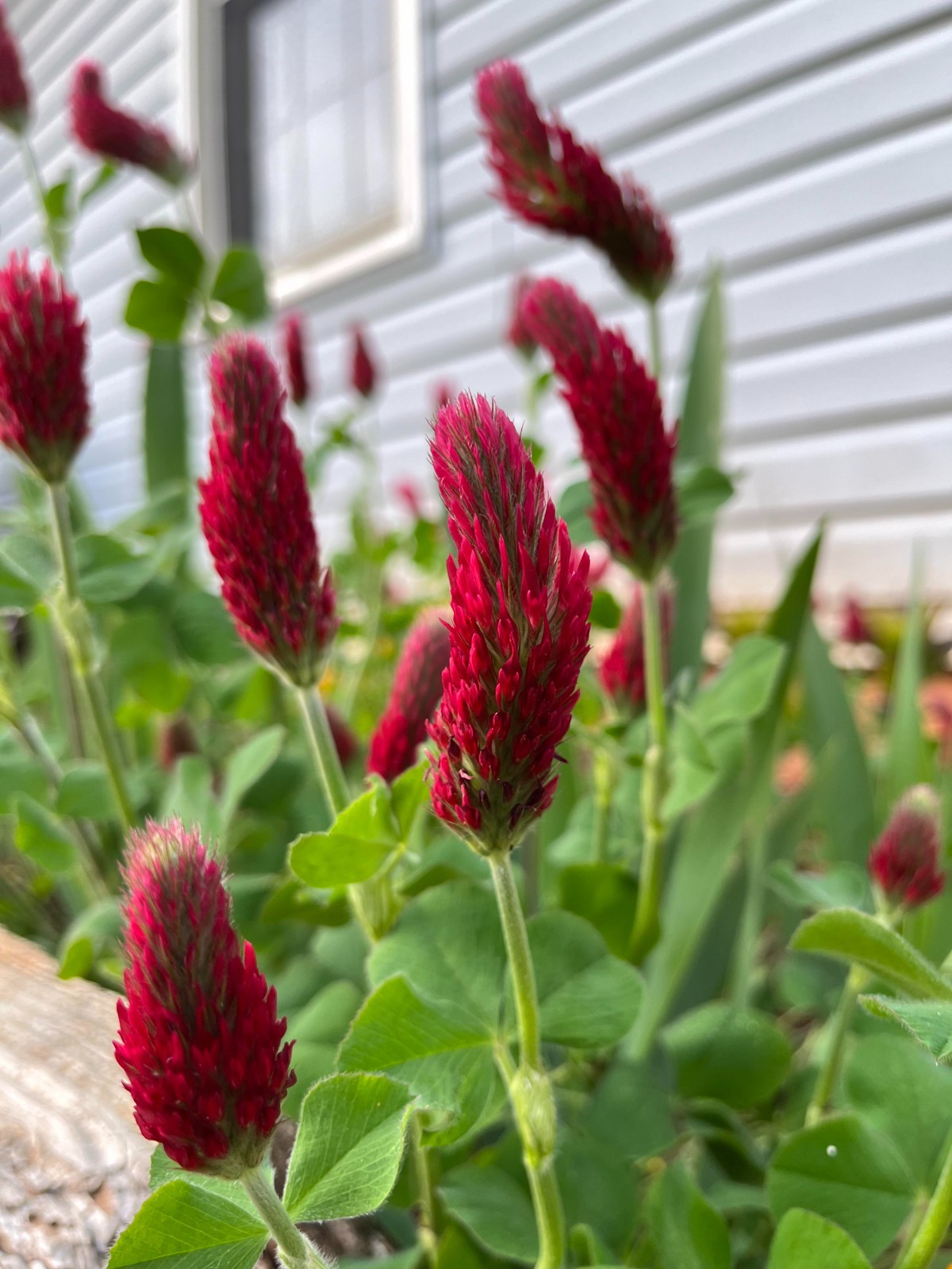 300 to 10000 Crimson Clover Seed – NON-GMO Inoculated Cover Crop & Food Plot