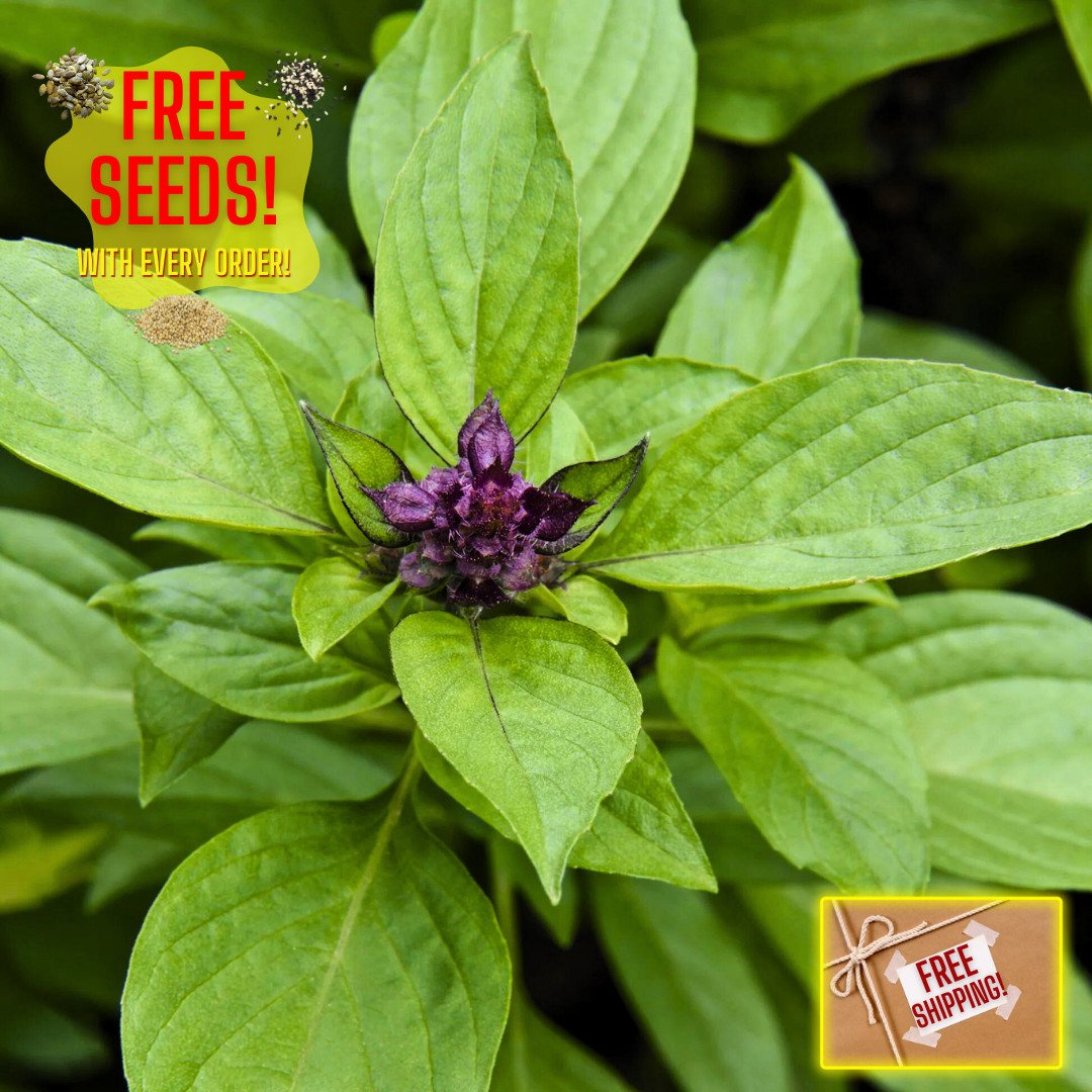 Fresh Thai Basil Seeds | Siam Queen | Heirloom Non-GMO | Asian Vegetable