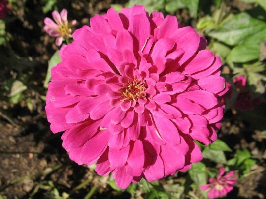 Zinnia Flower Seeds Rose Pink Zinnia Elegans Free Shipping!