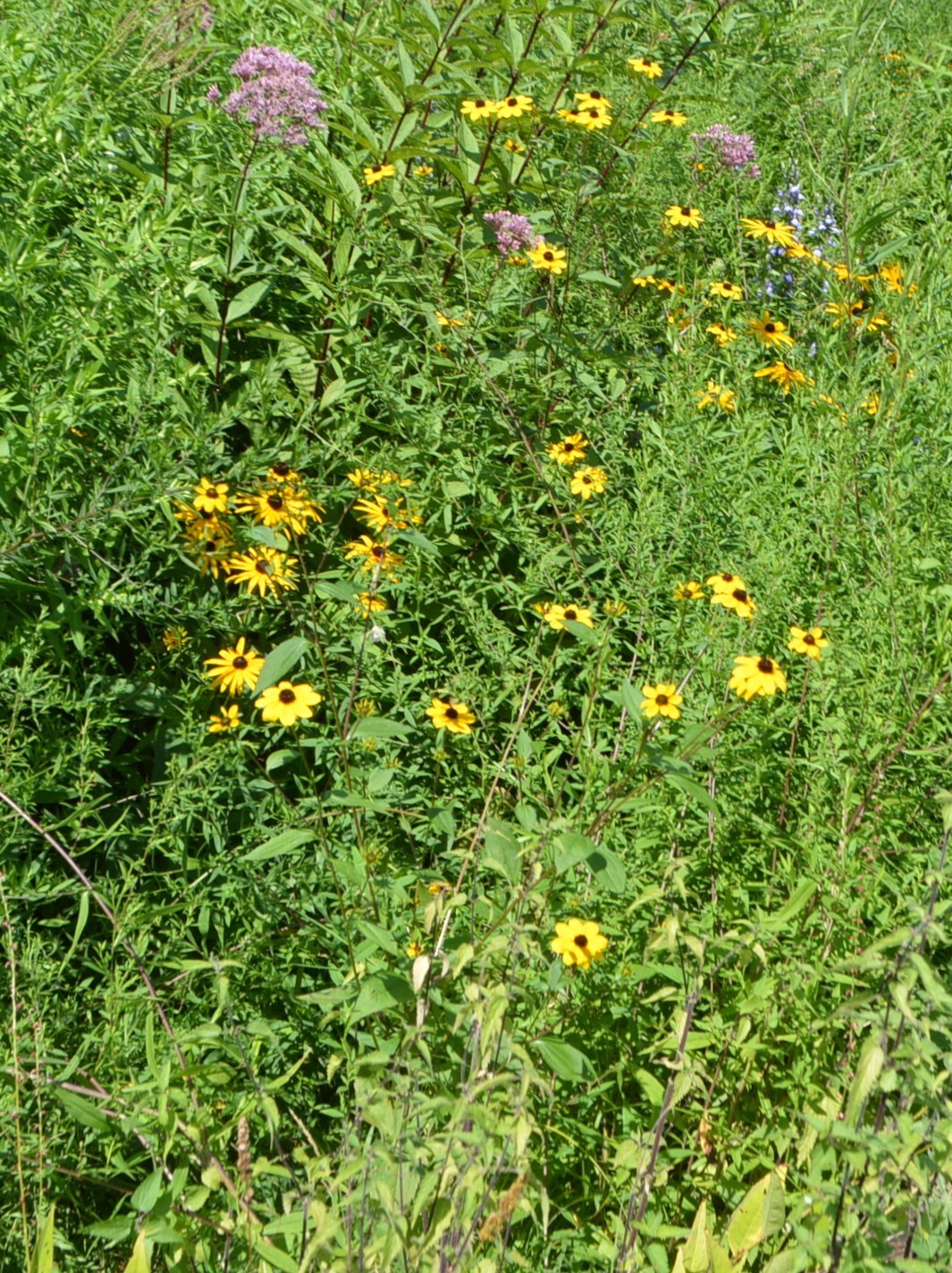 1 GRAM + Rudbeckia Triloba/Brown-Eyed Susan/Native Eastern & Central US/Organic