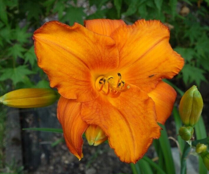 2 – MAUNA LOA Daylily Perennial Flower Bulb Bare Root Plants – Hemerocallis