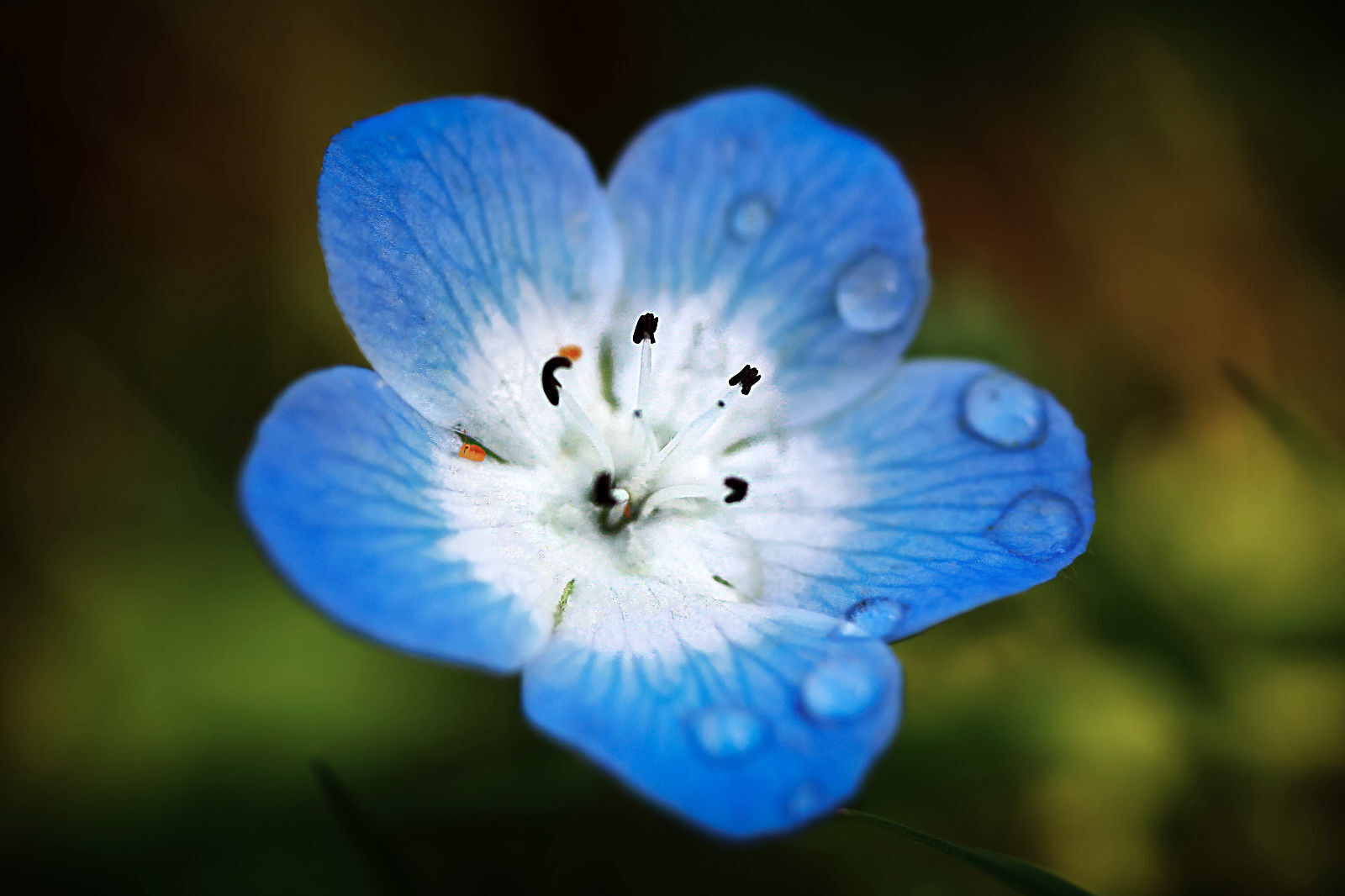 500 Baby Blue Eyes Seeds (Nemophila Menziesii)