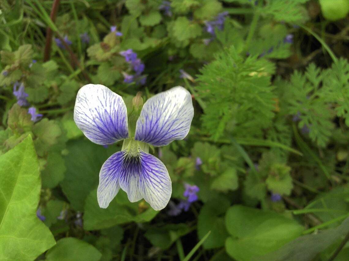 30 SEEDS WILD BLUE WHITE VIOLET