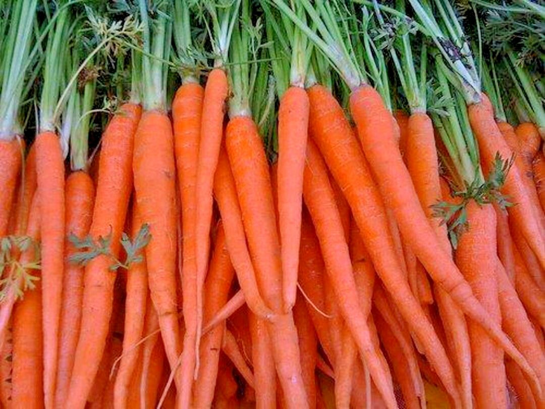 401+TENDERSWEET CARROT Seeds Organic Summer Vegetable Garden Patio Container