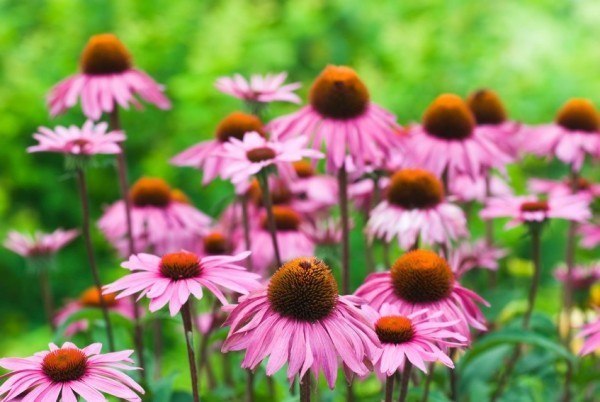 150+ Lovely Timeless Heirloom Organic Purple Echinacea Coneflower Seeds w/Instr.