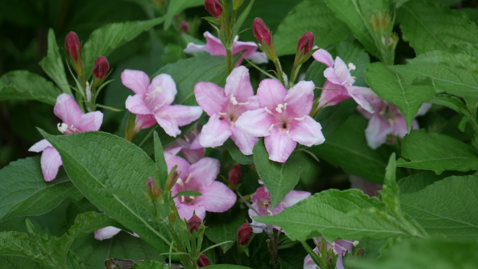 Four O’Clocks, Marvel of Peru (Mirabilis jalapa), 25 seeds