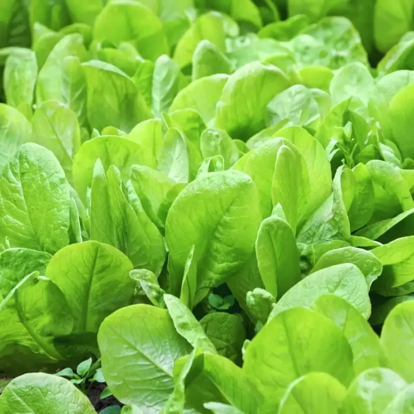 Spinach Palong Shak ( 20 Grams ) Indian Spinach Seeds Bangladeshi Palang Shaak