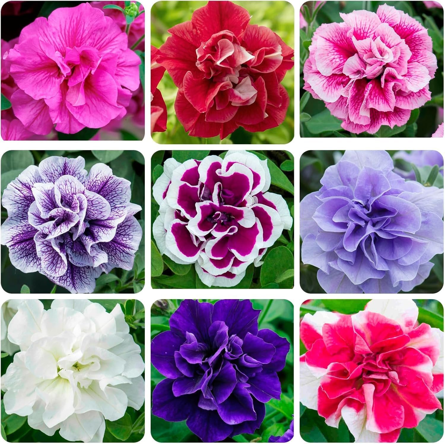 Petunia Seeds (300 PCS) – Low-Maintenance Ornamental, Heat-Tolerant & Long-Bloom