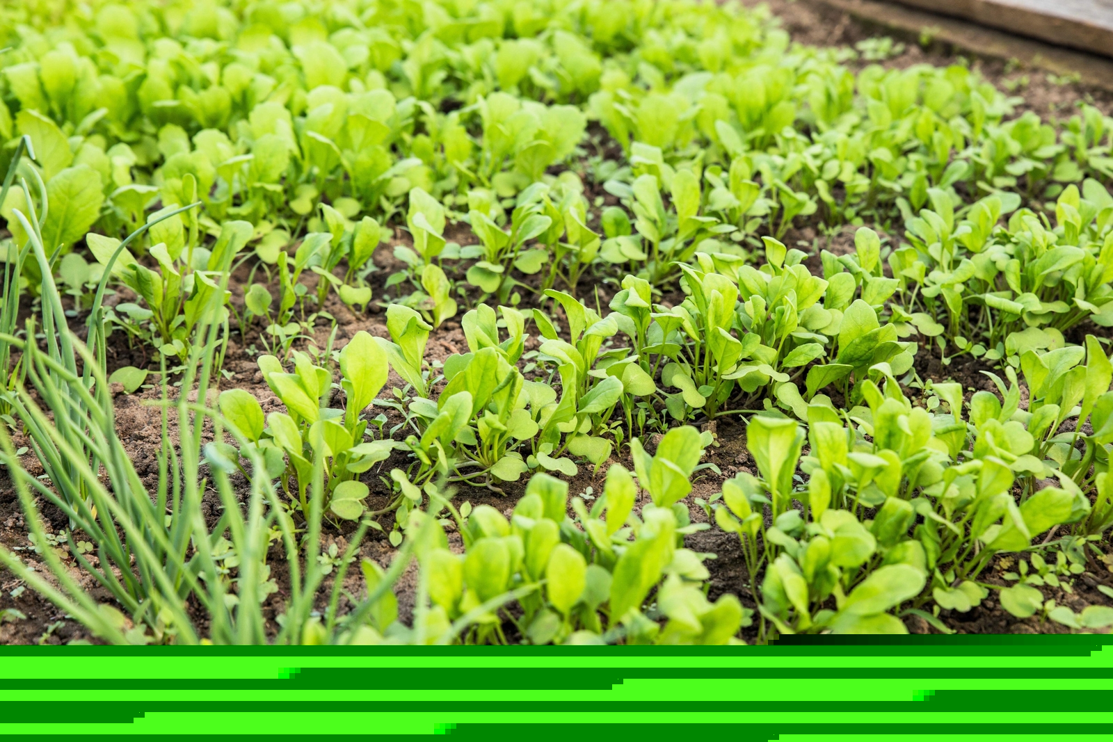 1500 SPINACH MUSTARD TENDERGREEN Komatsuna Greens Brassica Rapa Vegetable Seeds