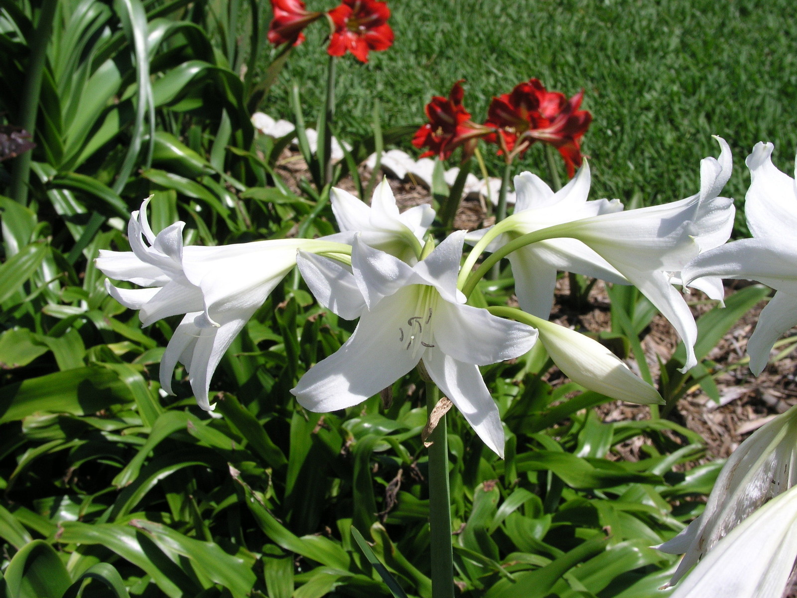 Crinum Lily, Powellii Album, medium-size bulb