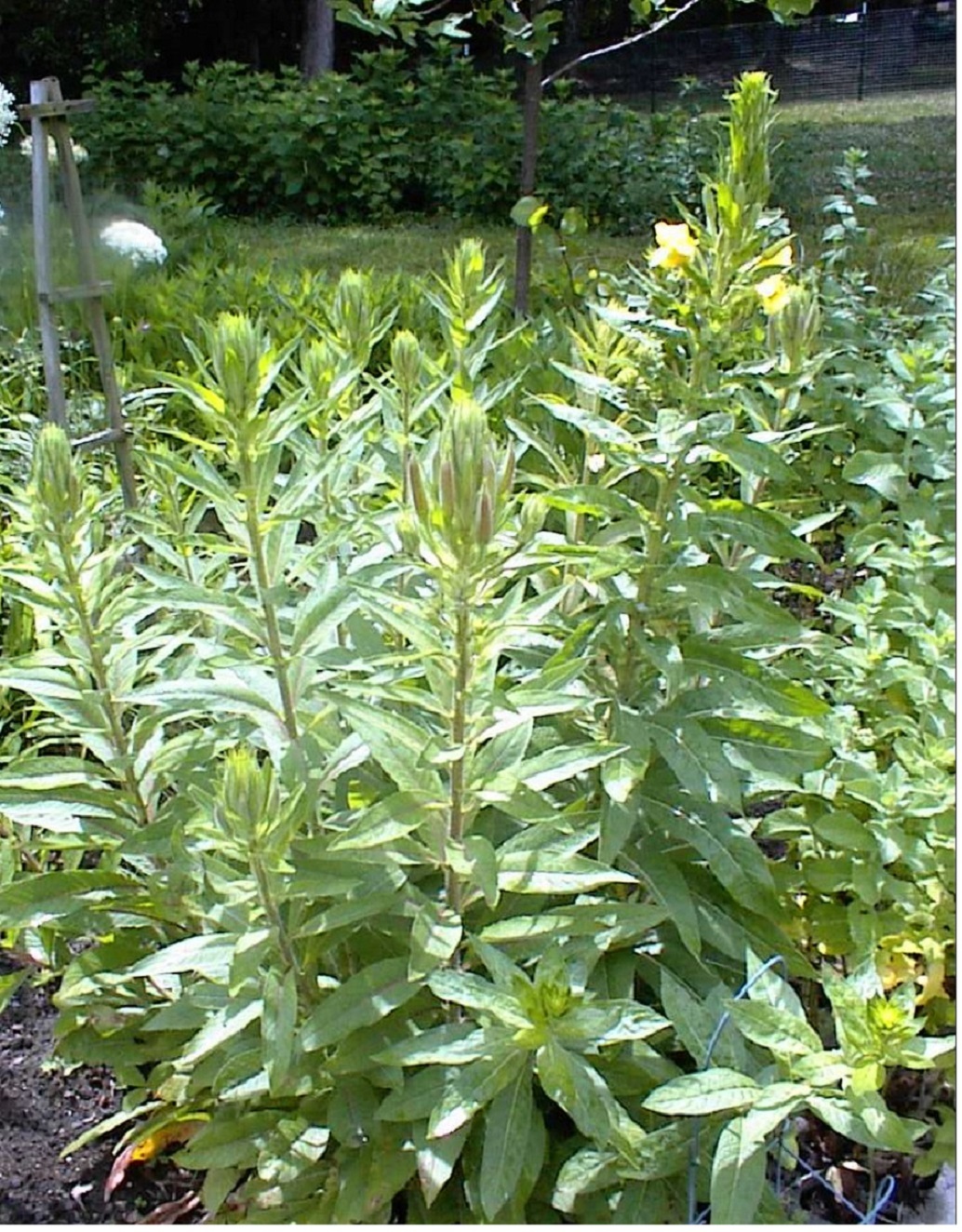 Yellow Nite Bloomer Oenothera Biennis Evening Primrose Wild Flower 200 + Seeds