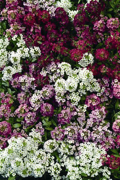 ALYSSUM * EASTER BONNET SERIES *