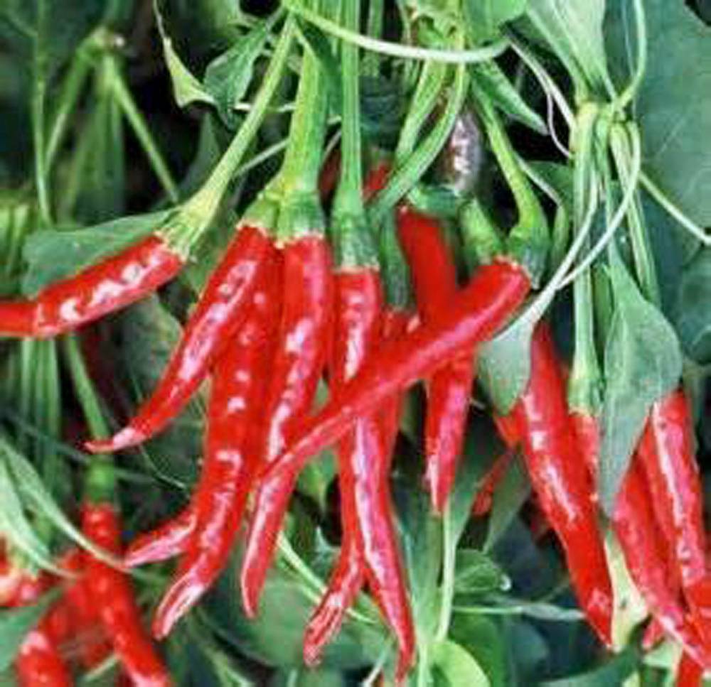 PEPPER SEED, THAI HOT, HEIRLOOM, NON GMO, 100+ SEEDS, THAI PEPPER SEEDS