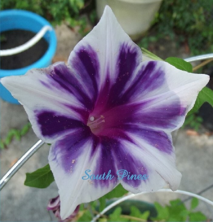 Kikyo Snowflakes Japanese Morning Glory – ipomoea NIL – 6 seeds
