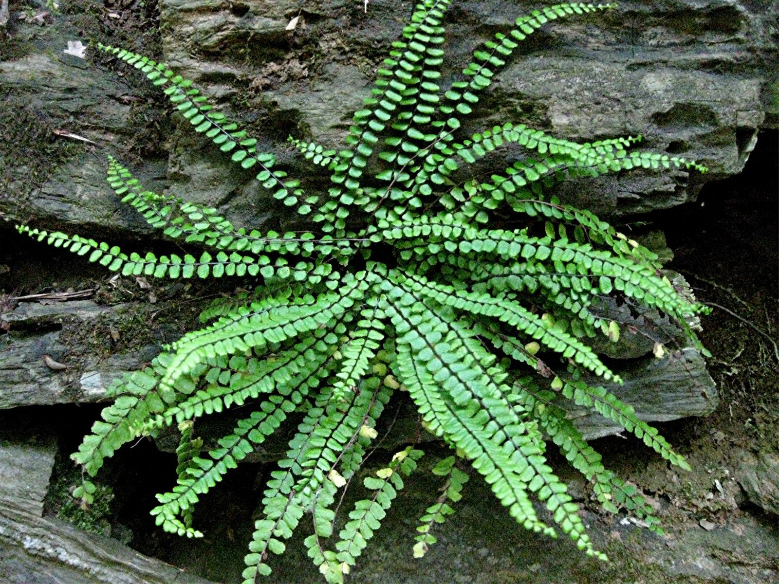 Maidenhair SPLEENWORT fern 20 rhizomes (asplenium platyneuron)