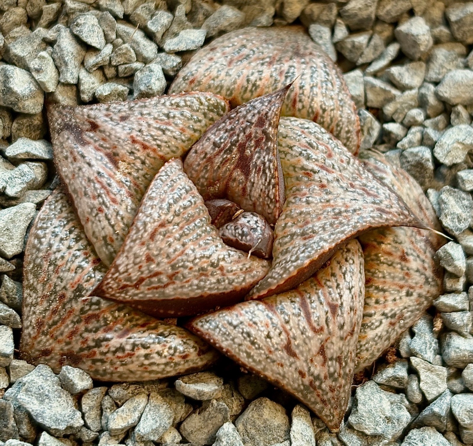 Haworthia splendens hybrid succulent cactus