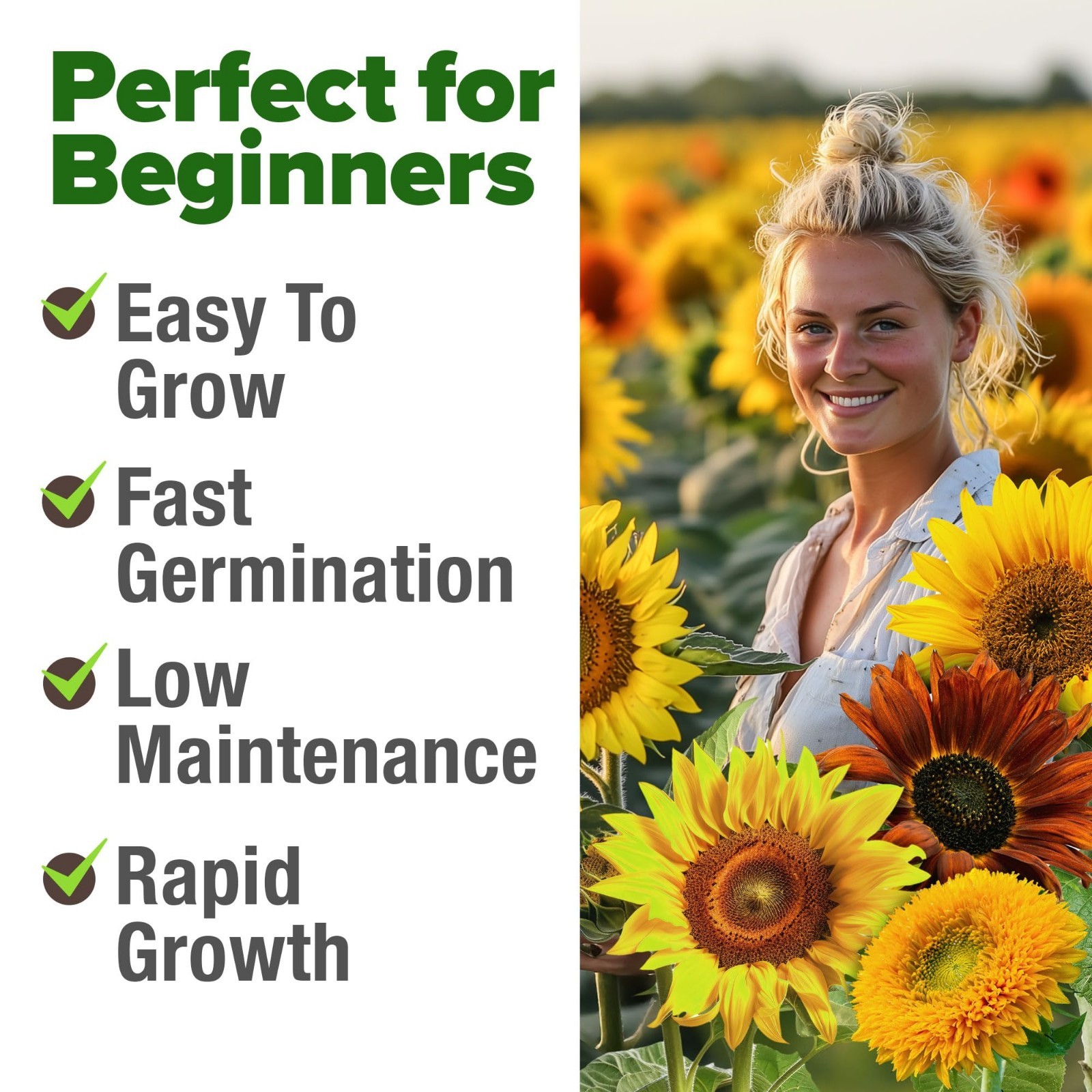 Colorful Sunflower Seeds Mix – 1,500+ Seeds, 9 Varieties, Easy to Grow, Pollinat