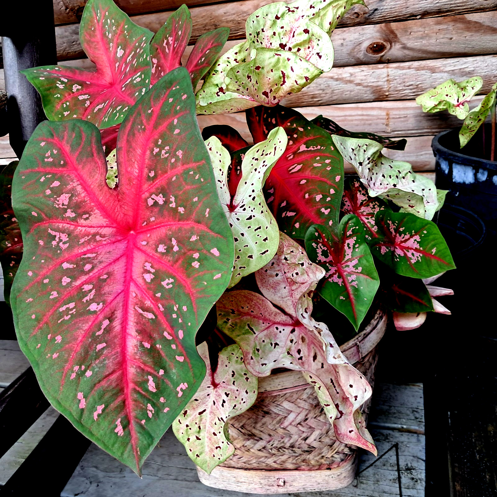 WIHTE QUEEN Caladium Bulbs for Planting, 4 Bulbs from Florida Plantation