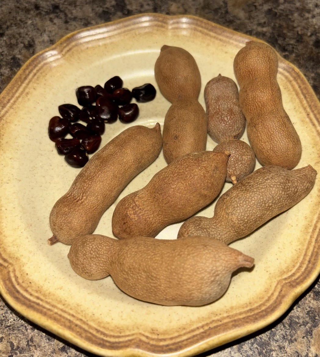15 Fresh Tamarind Seeds Sweet Tamarindus Indica Thai Tree Garden Non-GMO