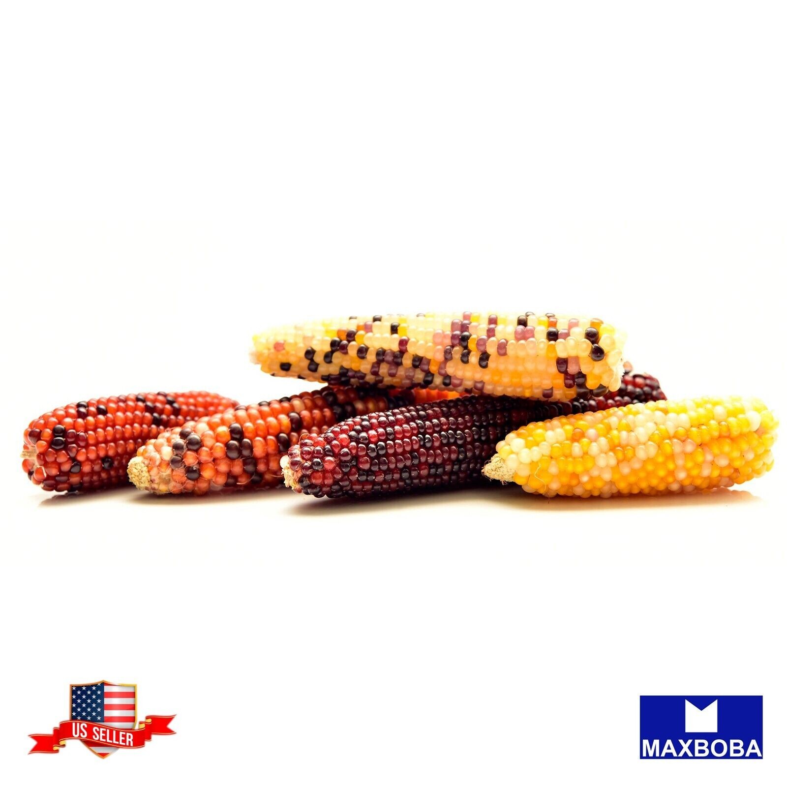 Premium Fresh 400 Seeds Corn Ornamental Indian Non-GMO Heirloom Vegetable Garden