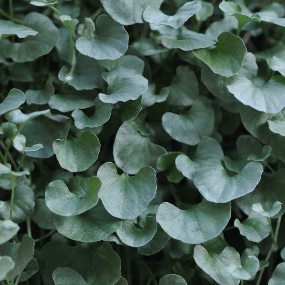 30 Seeds Dichondra Seeds Heat & Drought Tolerant Silver Falls Ground Cover