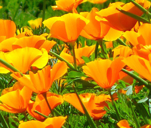 CALIFORNIA POPPY ORANGE Eschscholzia Californica – 15,000 Bulk Seeds